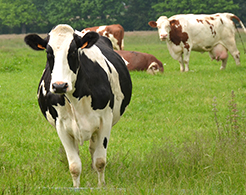 ferme-beaugendre-vaches