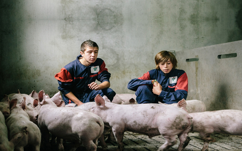 porc-ferme-jeunes-conference-filiere-porcine