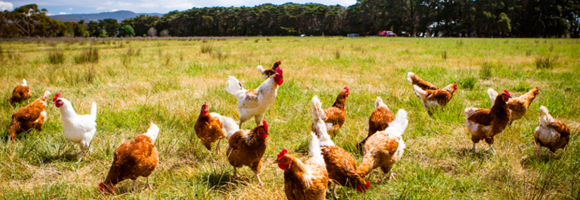 engagement-convivio-suppression-oeufs-poules-cage