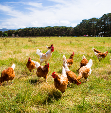 engagement-convivio-suppression-oeufs-poules-cage