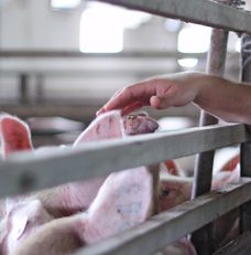 Création de la filière porc HVE